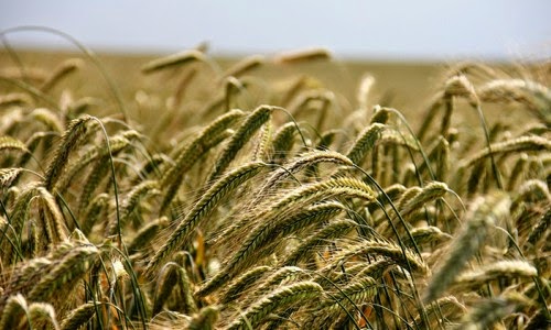 Ecohuertas: La mejor manera de llevar una vida saludable