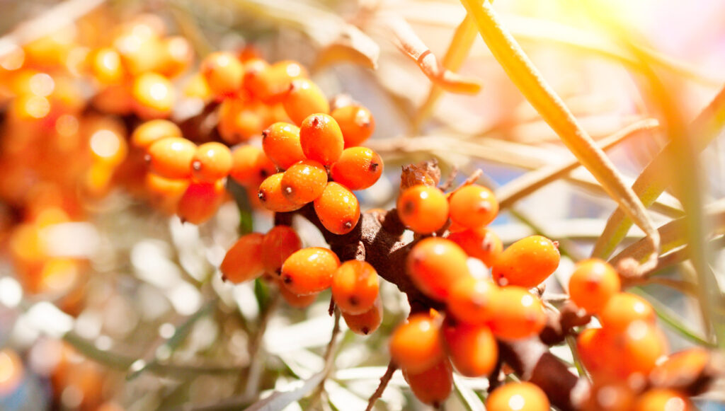 Aceite de espino amarillo