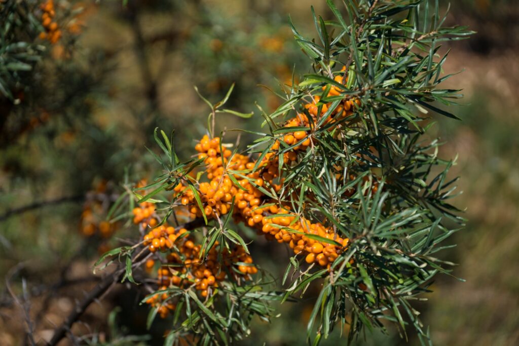 Espino Amarillo