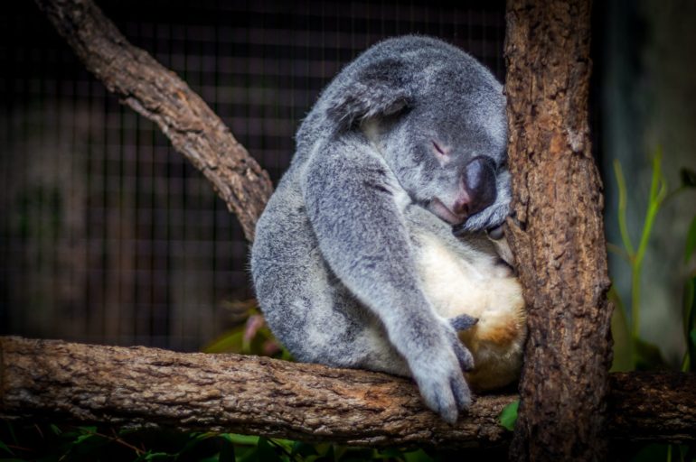 Long Covid Koala